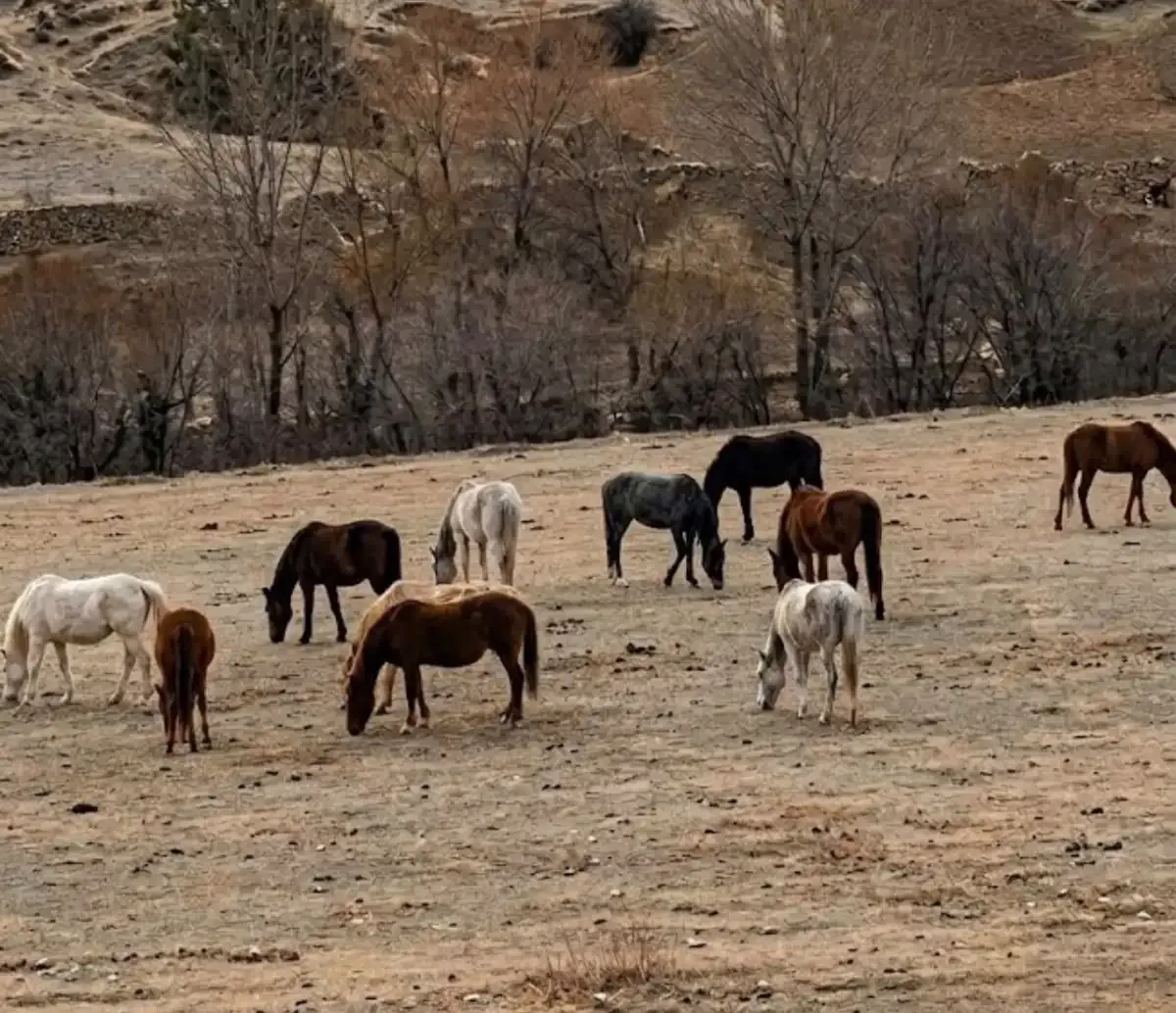 Sarıkamış köylerinde yılkı atları doğada: Geleneksel köy yaşamının izleri