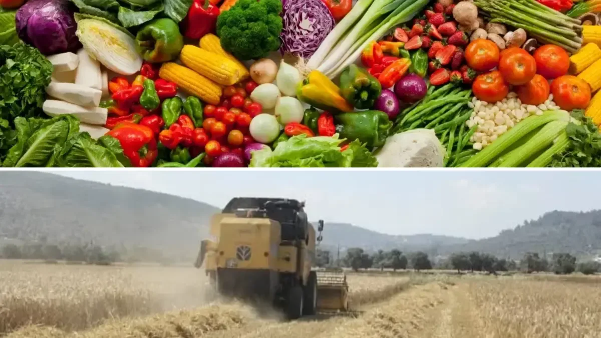Tarım ürünlerinde fiyatlar eylülde düştü